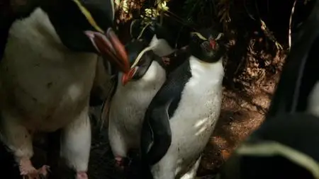 BBC - Penguins: Meet the Family (2020)