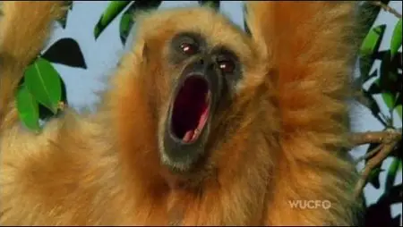 PBS - Nature: Love in the Animal Kingdom (2013)