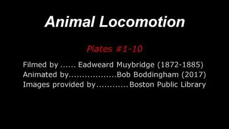 Eadweard Muybridge - Eadweard Muybridge's 160 Animal Locomotions (1872-1887)