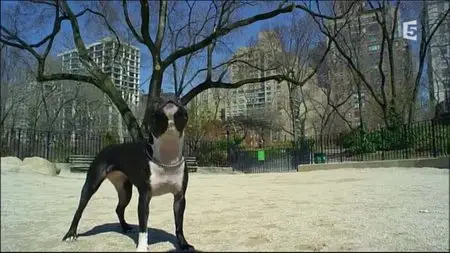 (Fr5) Nos animaux, doux dehors, sauvages dedans (2015)