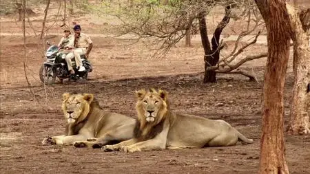 Discovery Channel - The Lion Queens of India (2015)