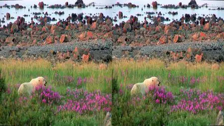 Polar Bears: A Summer Odyssey 3D (2012)