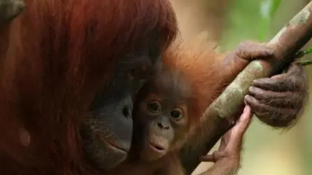 BBC - Refugees of the Lost Rainforest (2013)