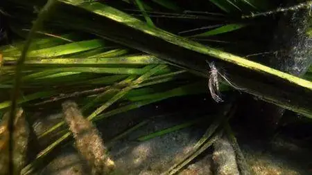 Smithsonian Earth - Waterworld Africa: Series 1 (2017)