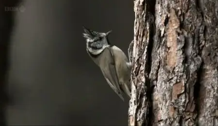 BBC - A Year in the Wild (2012)