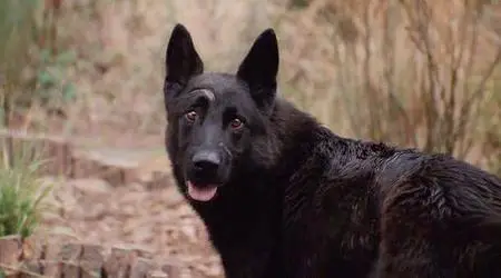 The Breed (DVDRip - 2006)