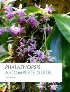Phalaenopsis - A Complete Guide