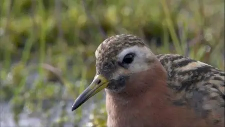 BBC. Nature's Great Events (2009)