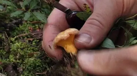 Know Your Mushrooms (2008) (Repost)