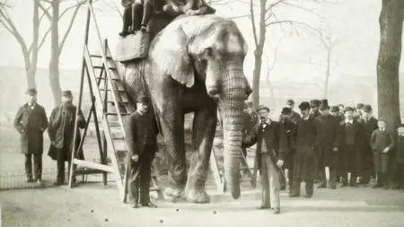 CBC The Nature Of Things - Jumbo: The Life Of An Elephant Superstar (2018)