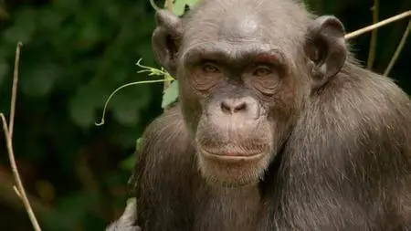 BBC - Animals with Cameras: Series 1 (2018)