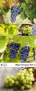 Photos - Ripe Grapes Set 4