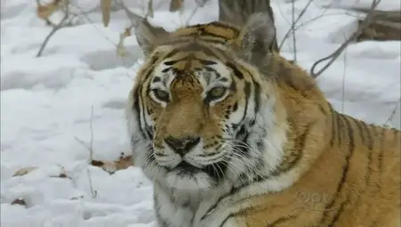 PBS - Nature S30E14 Siberian Tiger Quest (2012)