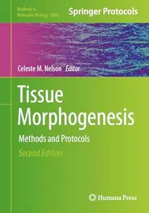 Tissue Morphogenesis