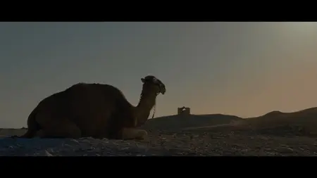 Where Olive Trees Weep (2024)