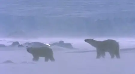 Discovery Channel - Face to Face with the Polar Bear (2005)