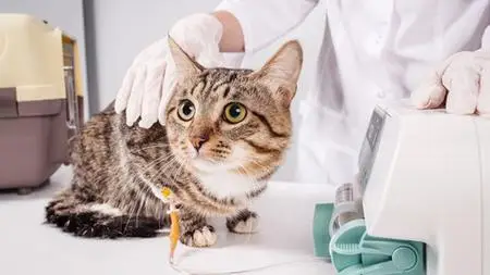 Management Of Sodium Disorders In Dogs And Cats (Veterinary)