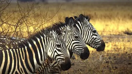 Serengeti: Nature's Greatest Journey (2014) in 4K