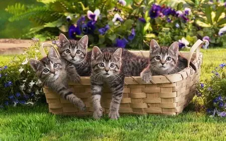 HD Fun animals