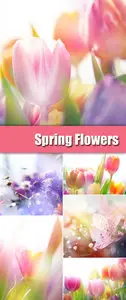 Stock Photo - Spring Flowers Cards 2