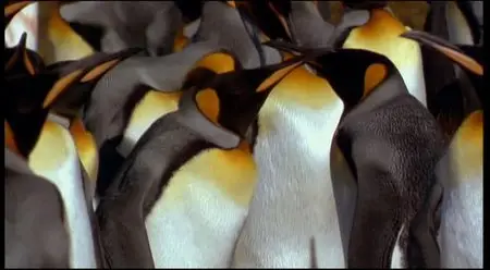 L'Arche et les Déluges [DVDrip] 1993