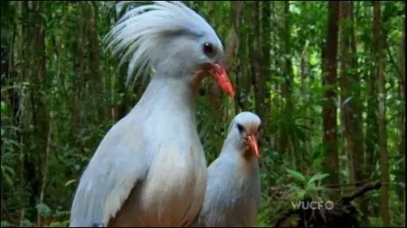 PBS - Nature: Love in the Animal Kingdom (2013)