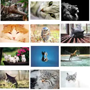 Wallpapers Cats. Set 23