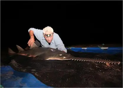Animal Planet - River Monsters S03E04 Chainsaw Predator (2011)