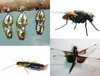 Insects Collection