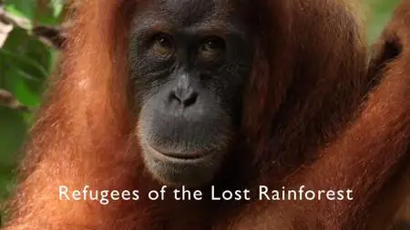 BBC - Refugees of the Lost Rainforest (2013)