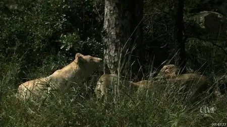 PBS - Nature S30E12 - White Lions (2012)
