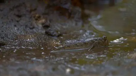 Smithsonian Earth - Waterworld Africa: Series 1 (2017)