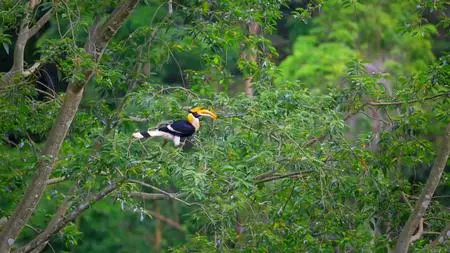 BBC - Earth's Tropical Islands: Borneo (2020)