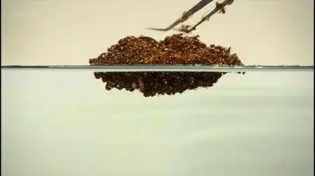 BBC - Planet Ant: Life Inside the Colony (2013) [repost]