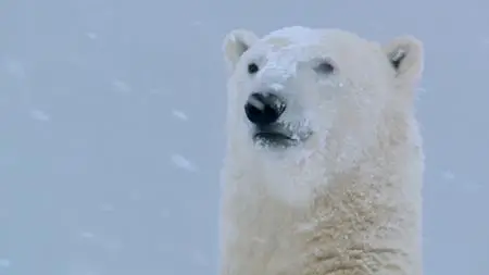 BBC - Snow Animals (2019)