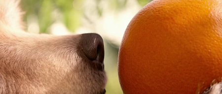 Paddington (2014)