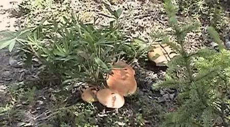 Know Your Mushrooms (2008) (Repost)