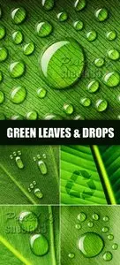 Stock Photo - Green Leaves with Drops