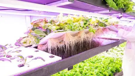 Hydroponics Design Farming And Gardening