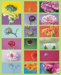 Flower Portraits