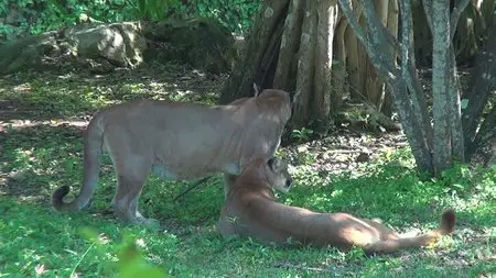 Wild Animals - The Life of the Jungle (2012)
