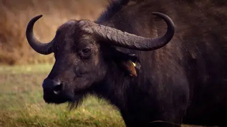 Serengeti: Nature's Greatest Journey (2014) in 4K