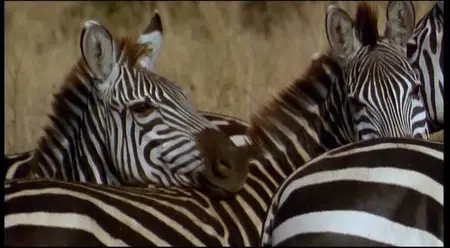 L'Arche et les Déluges [DVDrip] 1993