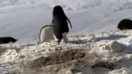 BBC - Penguins: Meet the Family (2020)