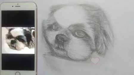 Draw A Shih Tzu Dog In 5 Easy Steps.