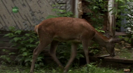 UKTV - Chernobyl: A Natural History (2010)