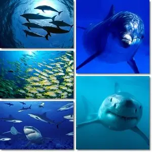 Blue Sea Wallpapers