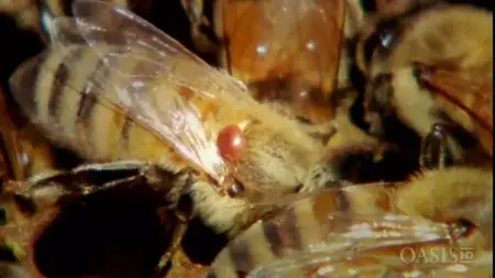 SBS - Honeybee Blues (2009)
