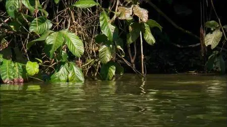 PBS - NATURE: Charlie and the Curious Otters (2017)