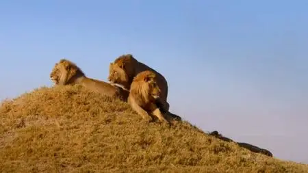 PBS - Nature Series 38 Part 5: Okavango: River of Dreams :Episode 2 Limbo (2019)